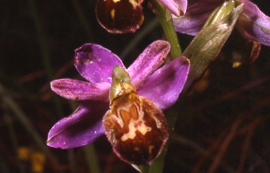 il ritorno: Ophrys apifera var. botteronii